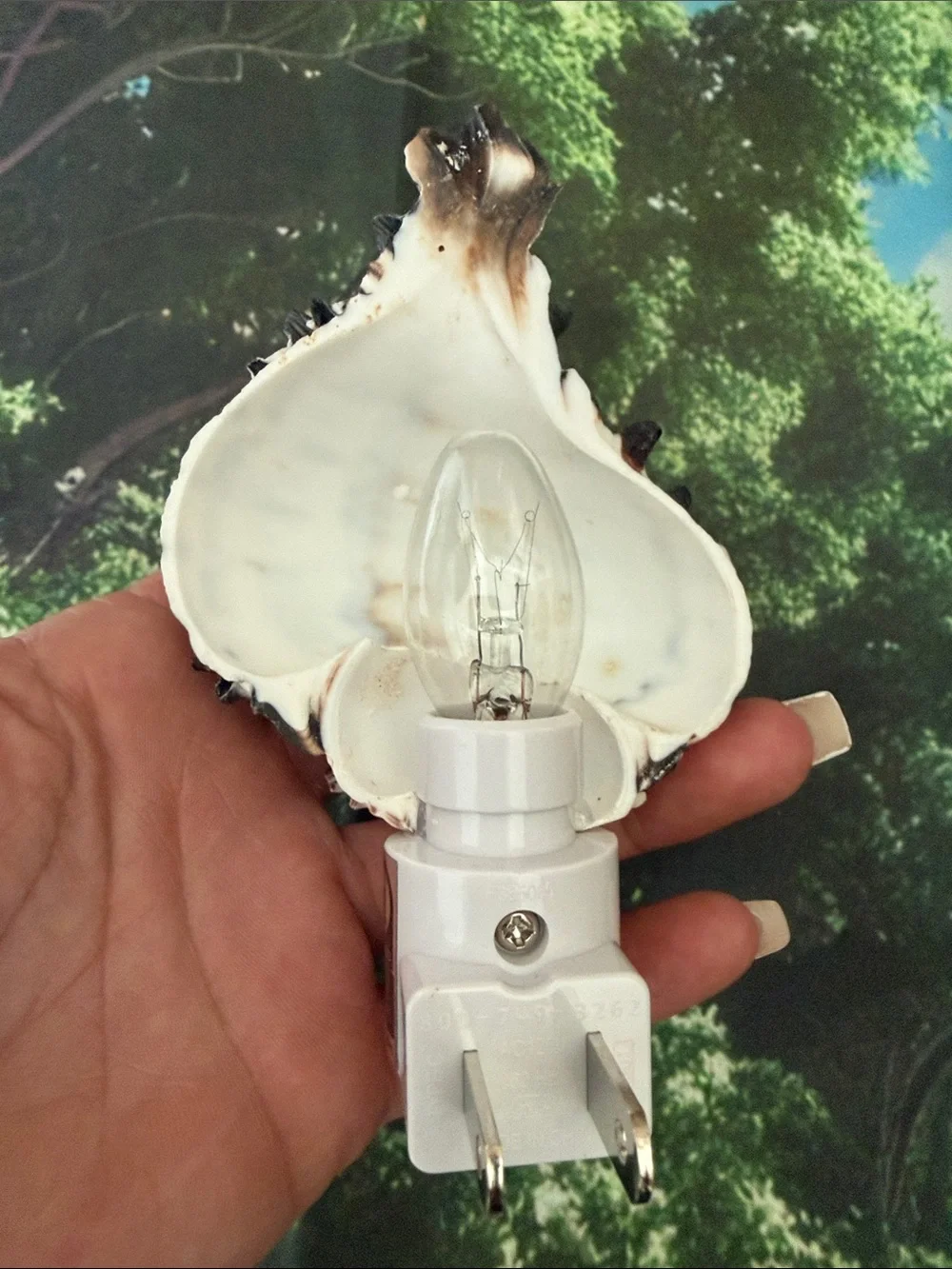 SeaShell Night Light - Wall decoration